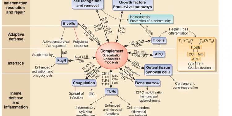 Integrative role of complement