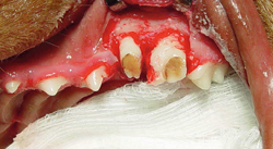 Canine dental implant