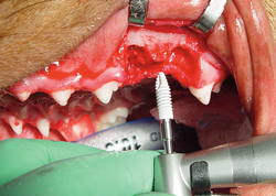 Canine dental implant