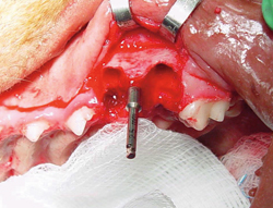 Canine dental implant