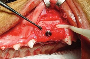 Canine dental implant