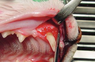 Feline dental implant