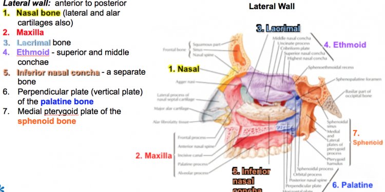 Oral cavities